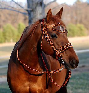 Bridles/Halters/Leads