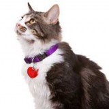 Cat Collars