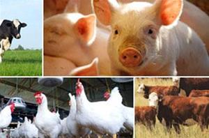 Poultry & Livestock Supplies