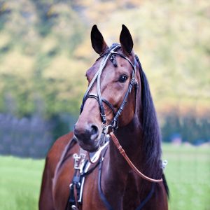 Open Leather Race Bridle Complete, Elite