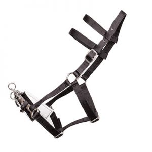 Lunging Halter with Nylon Webbing