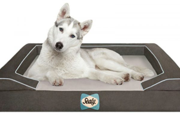 Amazon.com : Sealy Dog Bed Pet Dog Bed | Quad Layer